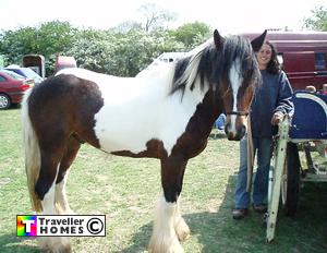 horse